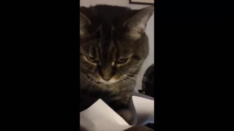 Cat Won't Stop Flicking Paper