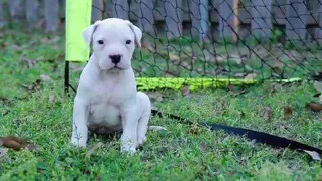 Cute dogo argentino puppies