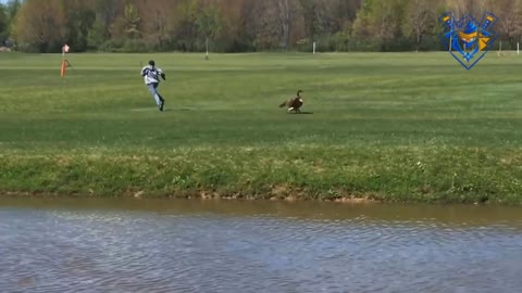 Funny angry goose attack