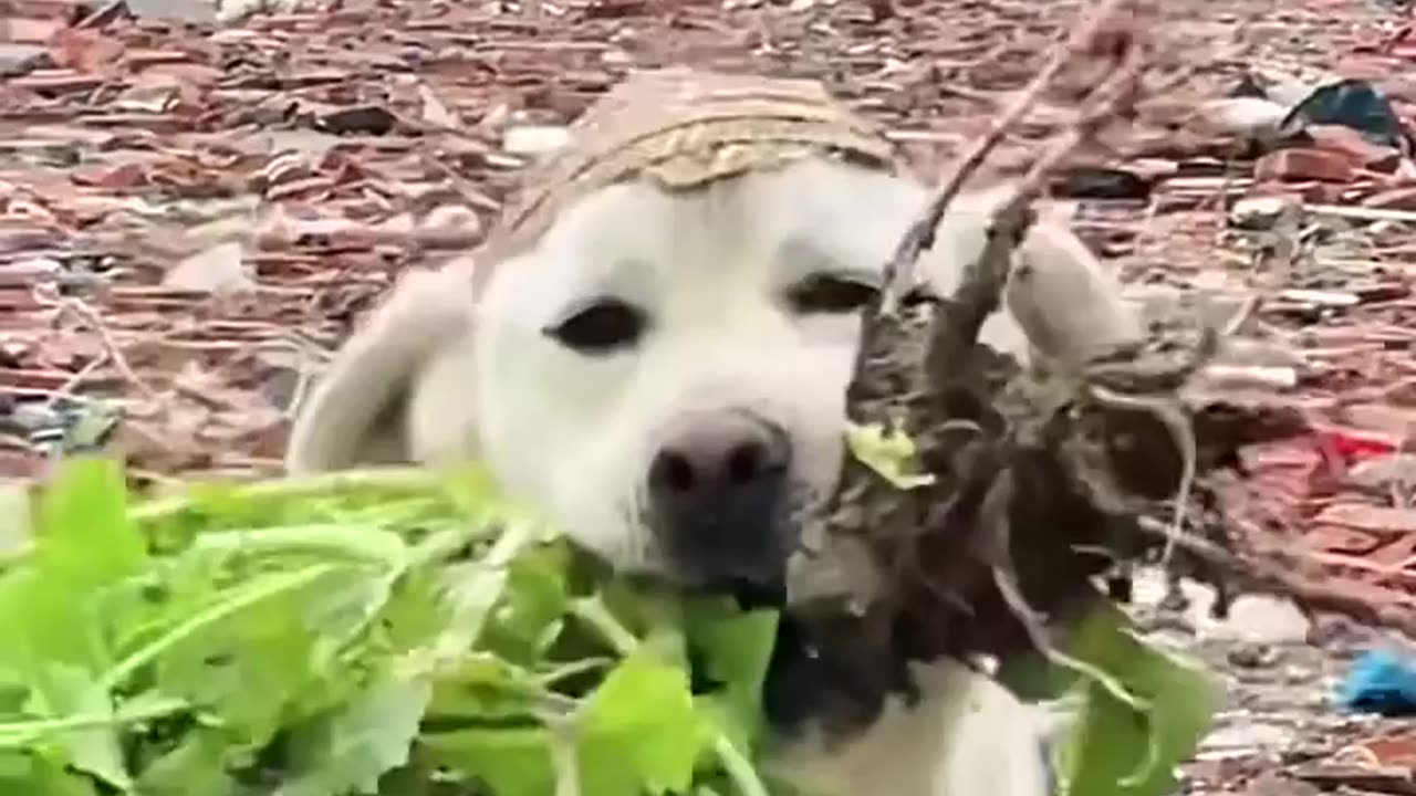 Funniest Animals 2023 😂 Funny Cats and Dogs 🐱🐶 | Funny Animal Videos🐕 pets lover-Animal lover # 28