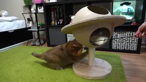 GALAXAN PLANEST From Cat Tree to Cat Paradise!