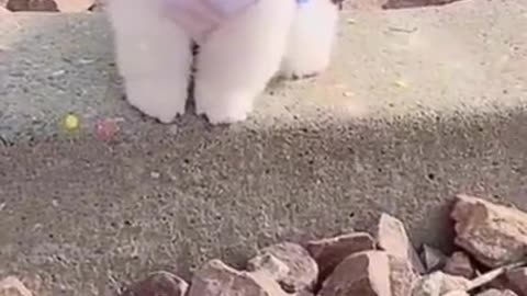 funny animals #shorts 19