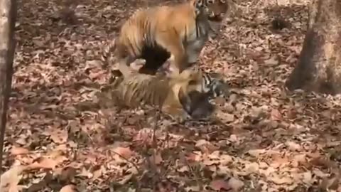 Wildlife in closer view with a natural perspective.