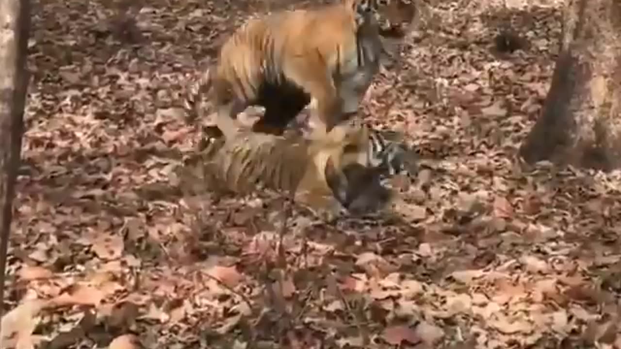 Wildlife in closer view with a natural perspective.