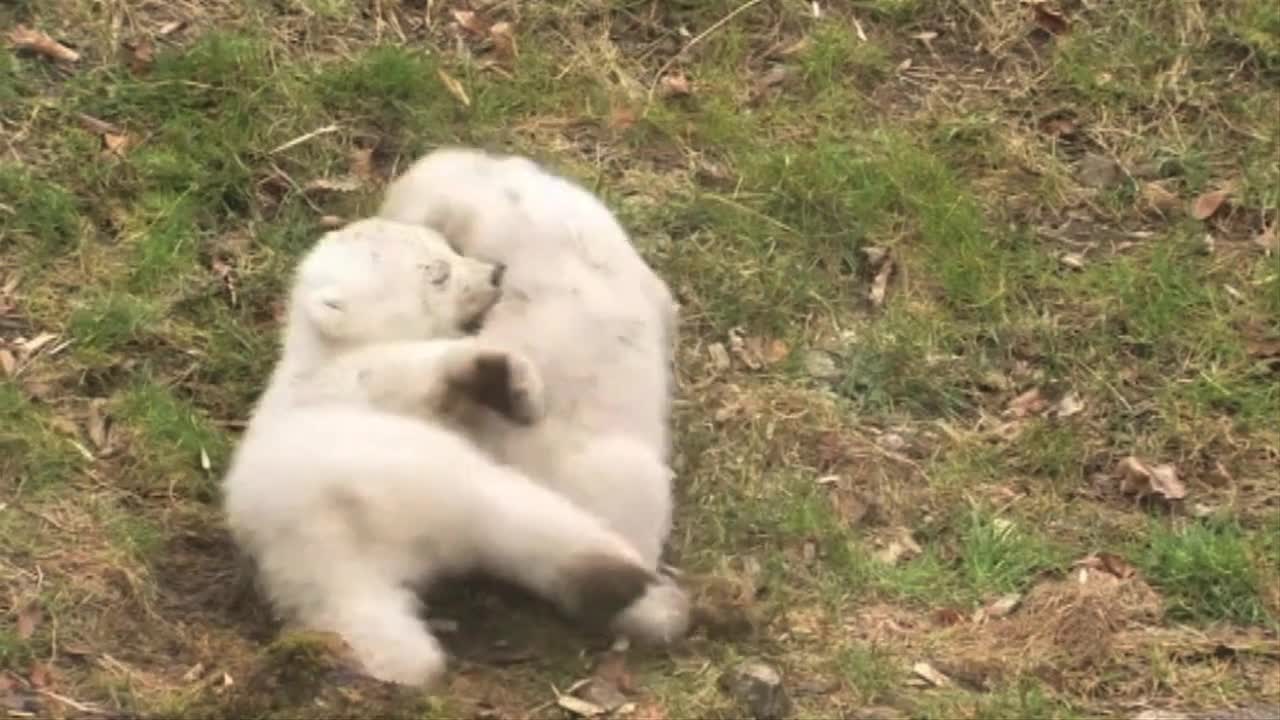 Polar Bear Story: Nobby and Nela