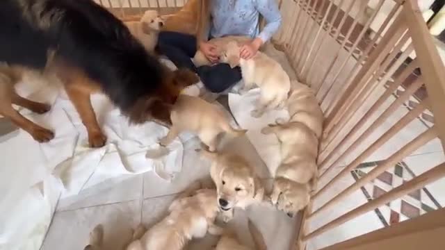 German Shepherd Meets Puppies for The First Time