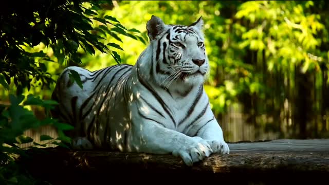 Tiger,White Tiger