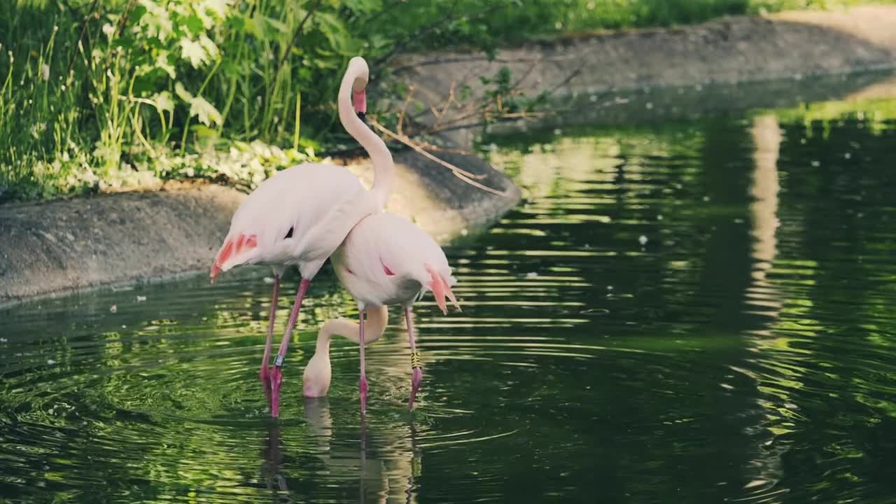 two doflamingo birds