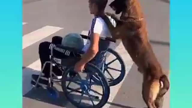 I smart dog video 2022 #short,
