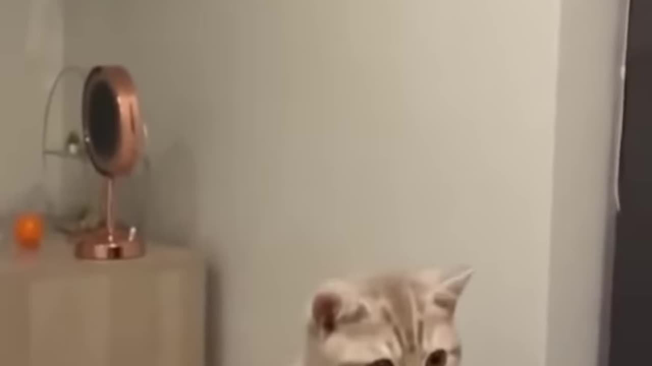 Funny video of cat and dog