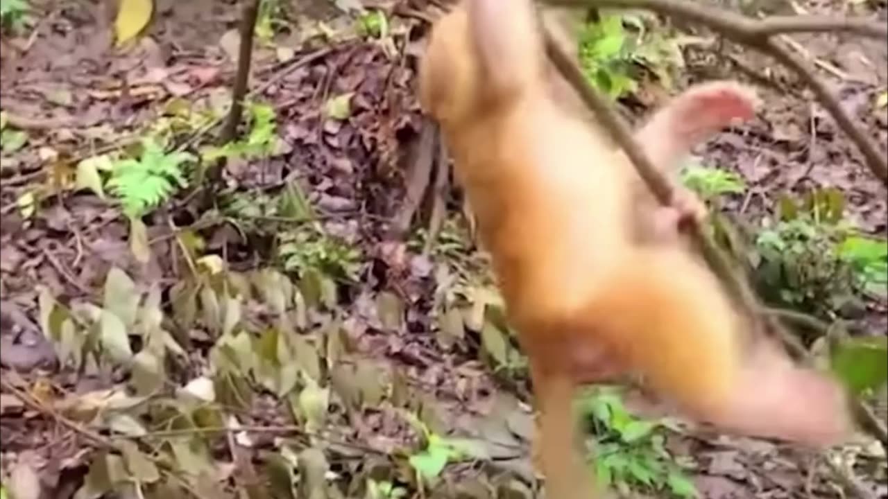 So cute! Mother monkey teaches her baby to walk. The baby monkey ran after his mother