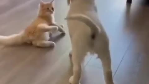 Dog Cat Funny Videos