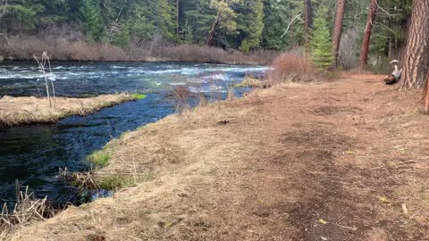 Hiking Shoreline at a Fork in Metolius River – Central Oregon