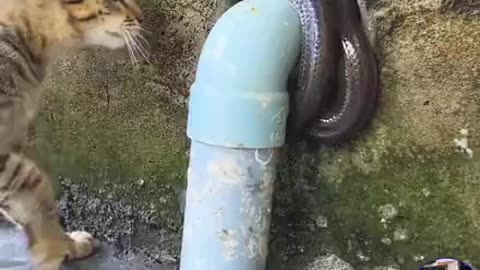 Cat vs snake fight