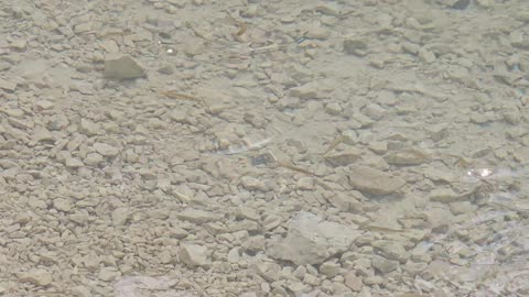 Fish in lake