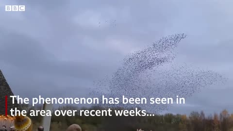 Stunning starling murmuration captured near Preston nature reserve