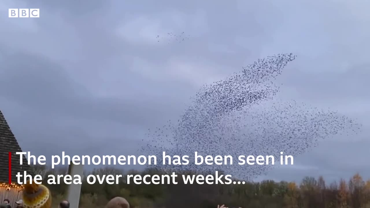 Stunning starling murmuration captured near Preston nature reserve