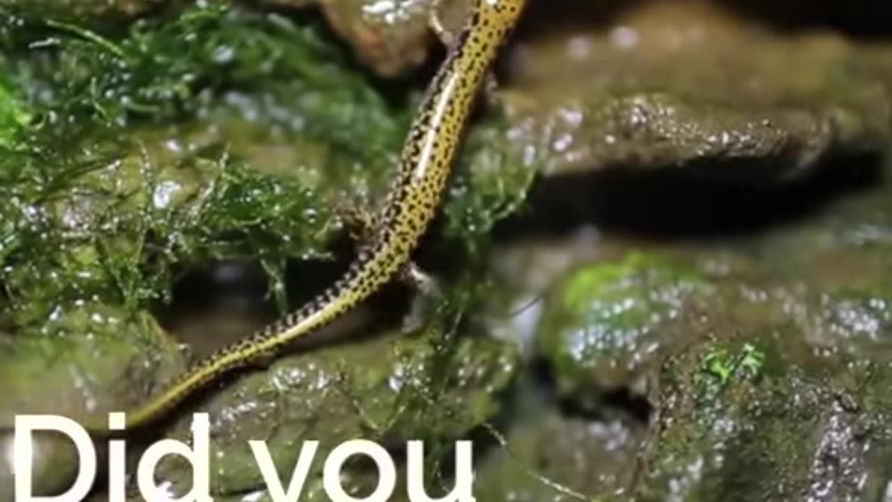 Did You Know Salamanders Have Survived Three Mass Extinctions