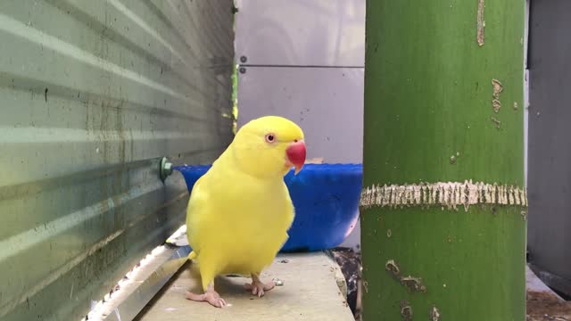 Yellow and Red Parrot