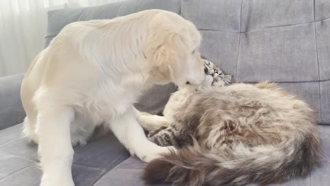 Funny Dog playing with small cat