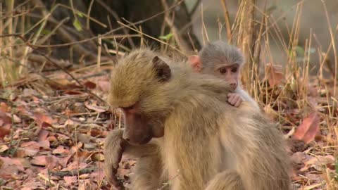 Pampered Little Monkey