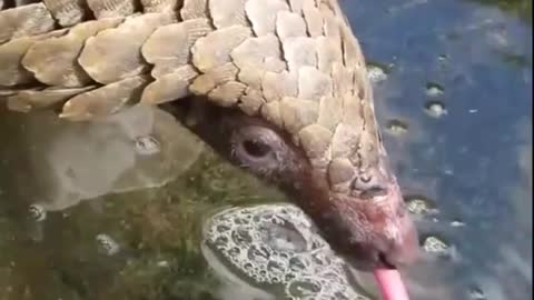pangolin