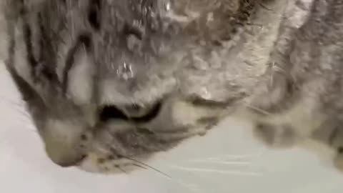 Cute tiger spot