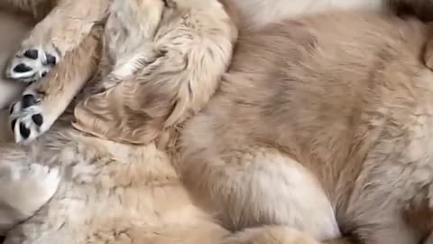 puppys are so cute