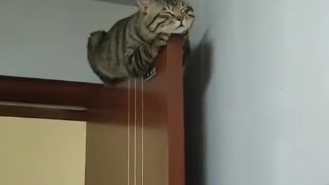 Cat funny video