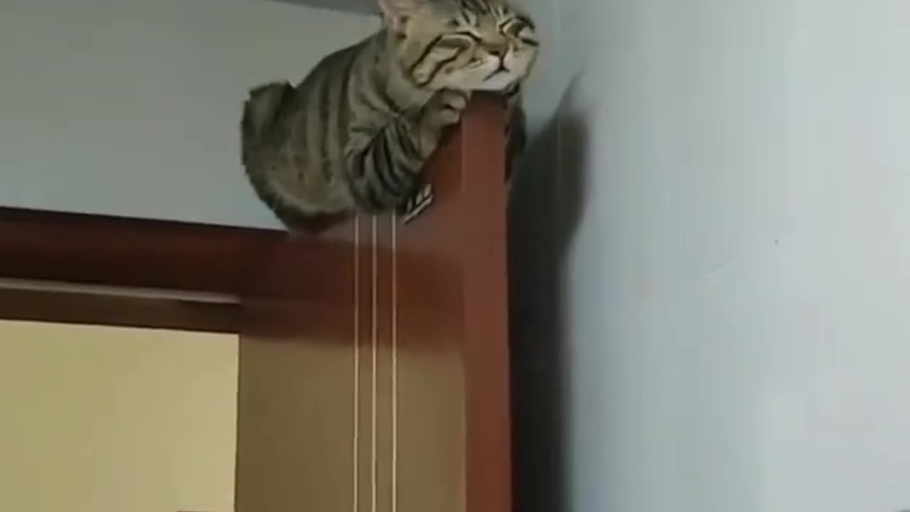 Cat funny video