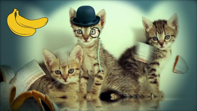 Cats Kitty Pets Cute cat Animal bananas video