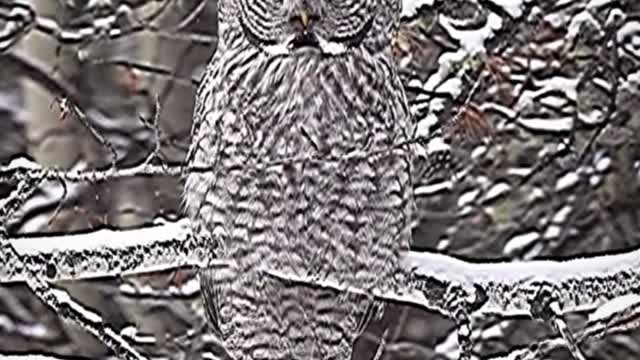 The owl in the snow, doesn't look very handsome