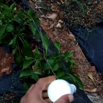 Plants are electric ?