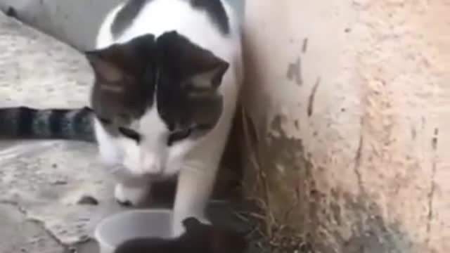 Cat-Rat funny video | Biryani de de