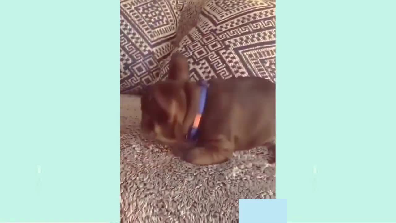 [Cute pets videos & funny dogs & cats ]