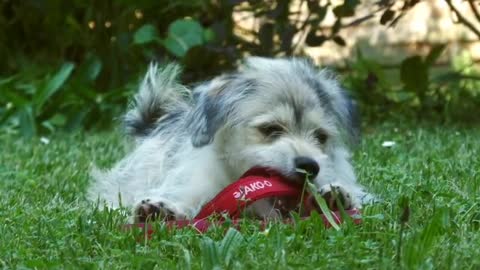 Cute doggie playing with shoe.