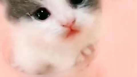 Cute cat video