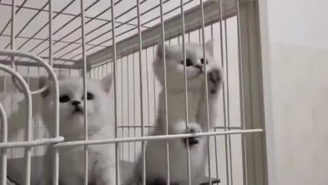 Two kittens crawling on the cage