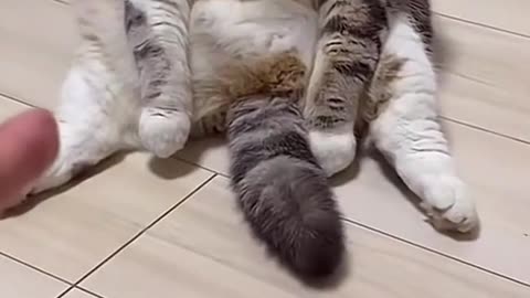 Cute and funny cat video.