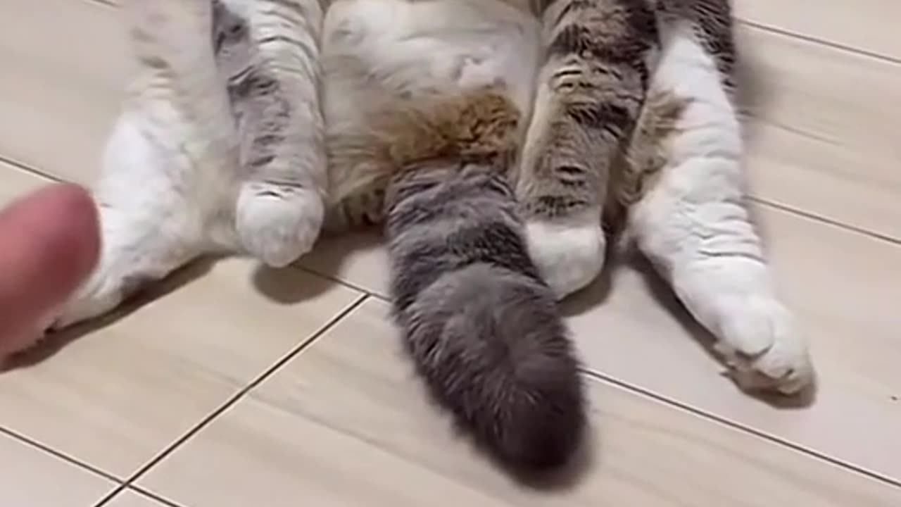 Cute and funny cat video.