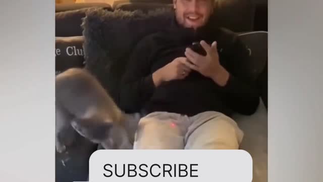 Funny dog 🐶 and 🐱 try to don't laugh