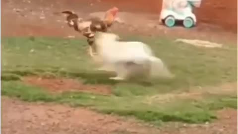 Dog playing with rooster