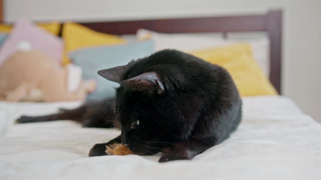 Affectionate black pet.