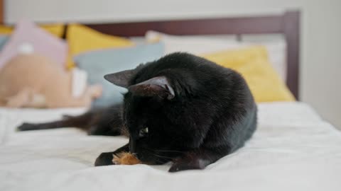 Affectionate black pet.