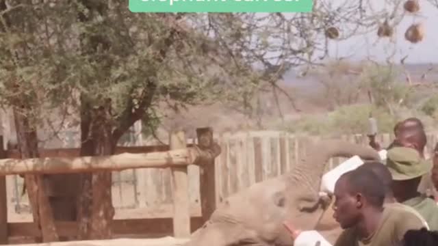 Pachy your trunks & visit rescued baby elephants in Kenya.