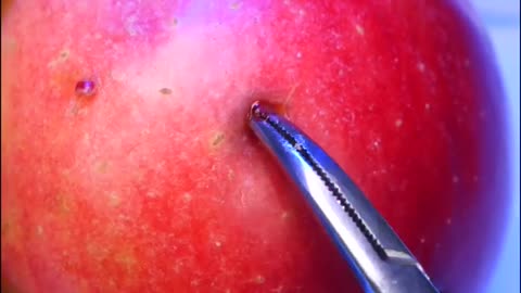 Worms in the apple Needs fruit surgery to remove the worms #shorts