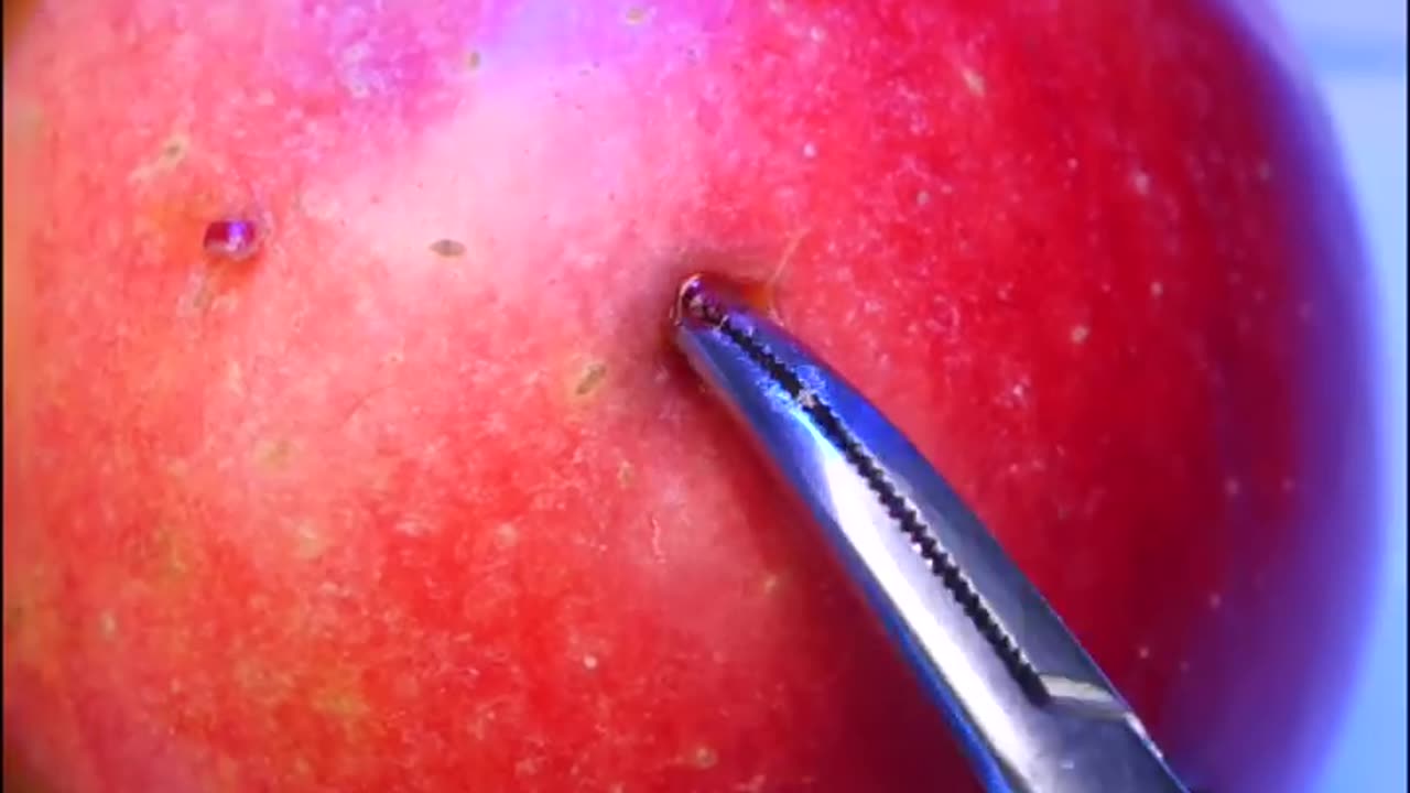 Worms in the apple Needs fruit surgery to remove the worms #shorts