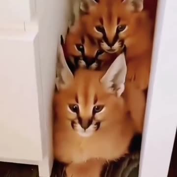 Cutest Cat 😍 |Funny animal videos|try not to laugh