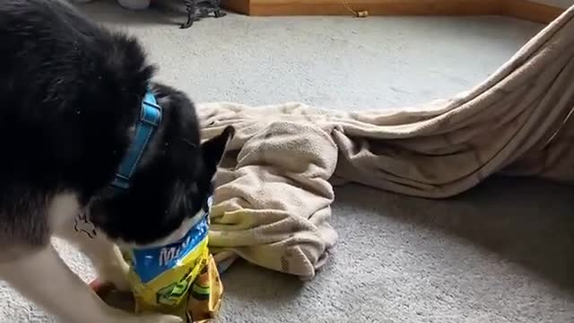Husky Has Hankering for Funyuns
