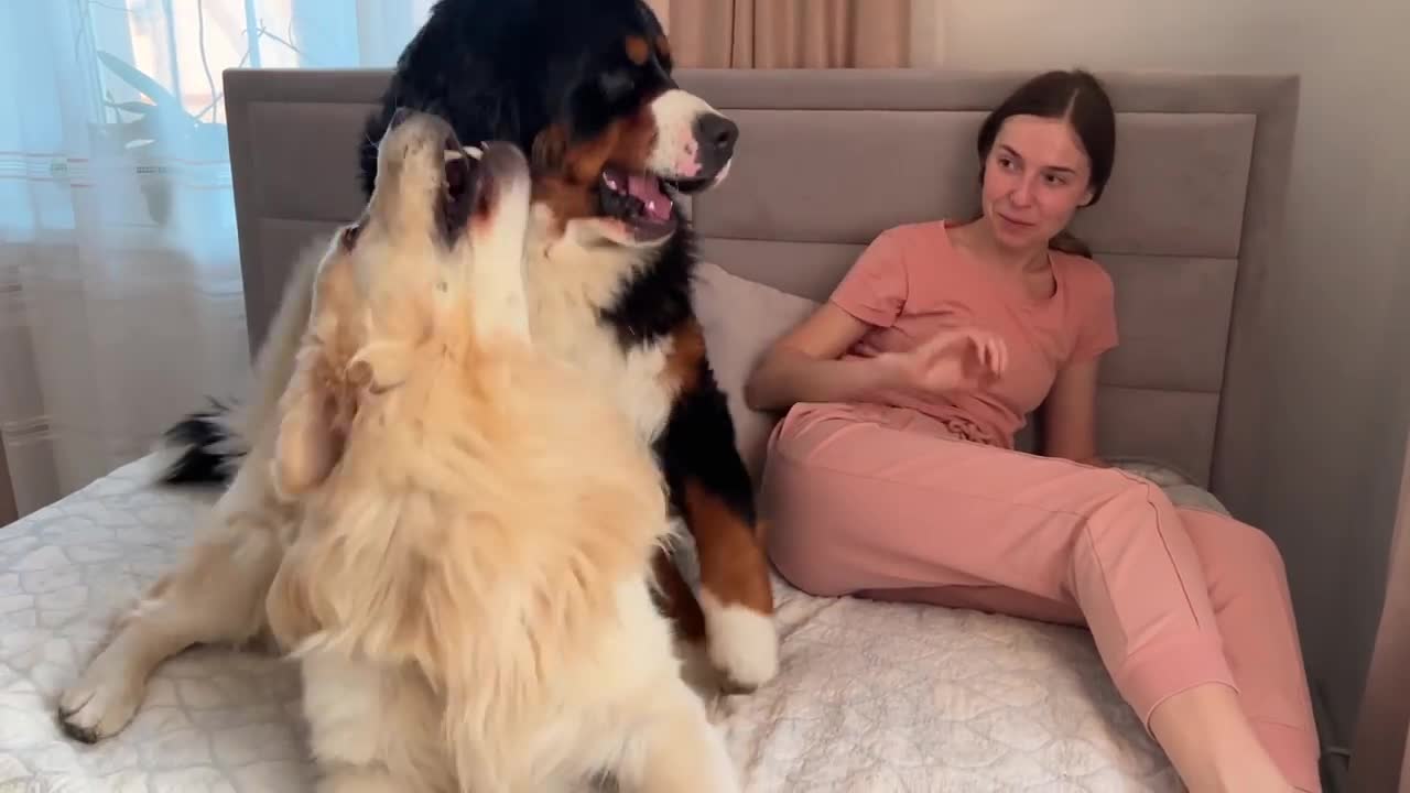 Golden Retriever and Bernese Mountain Dog Fight for Mom's Attention